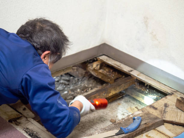 Best Residential Mold Removal  in Briarcliff Manor, NY