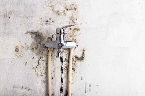 Best Professional Mold Removal  in Briarcliff Manor, NY