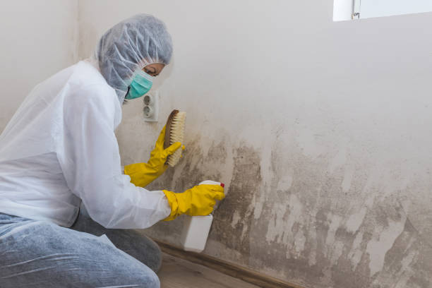 Best Commercial Mold Removal  in Briarcliff Manor, NY