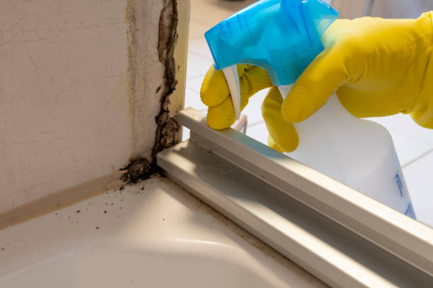 Best Mold Cleaning Services  in Briarcliff Manor, NY