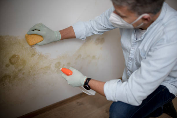 Best Office Mold Removal Services  in Briarcliff Manor, NY