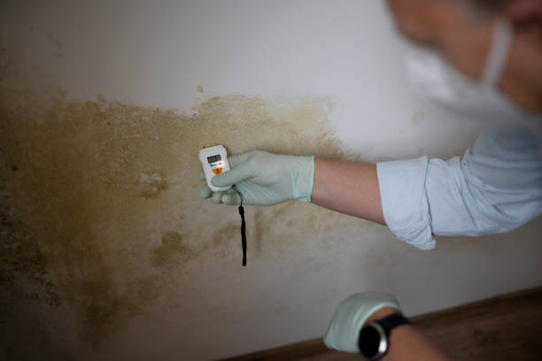 Best Black Mold Removal  in Briarcliff Manor, NY