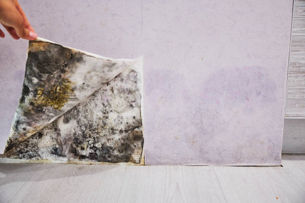 Best Mold Testing  in Briarcliff Manor, NY
